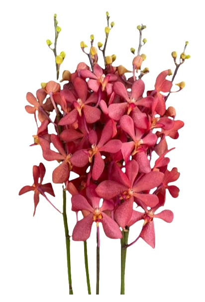 Mokara anne kool red