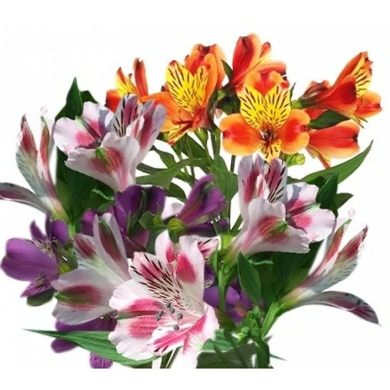 Alstroemeria perfection mix