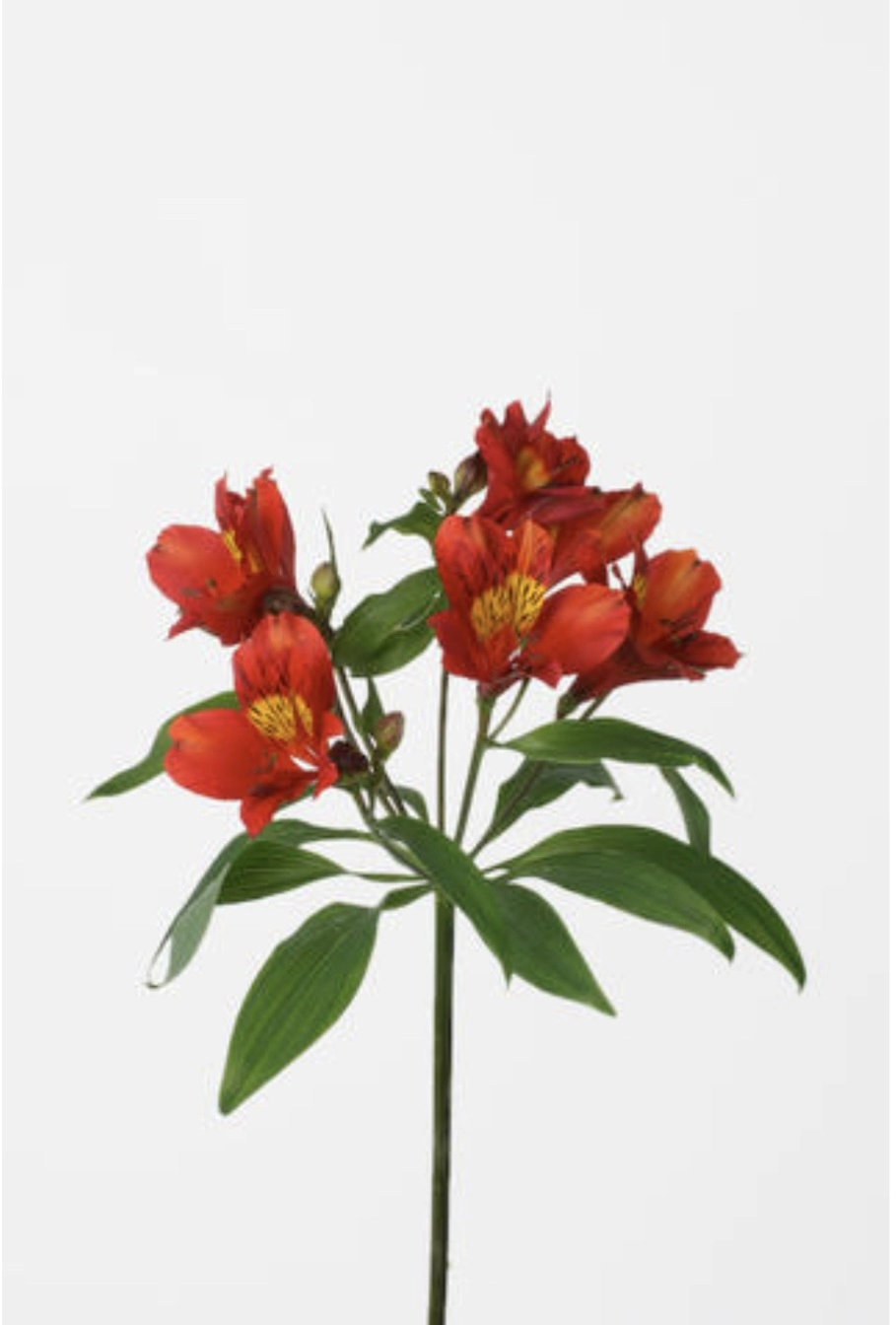 Alstroemeria hot pepper | Wholesale flowers, plants and supplies Alstroemeria hot pepper