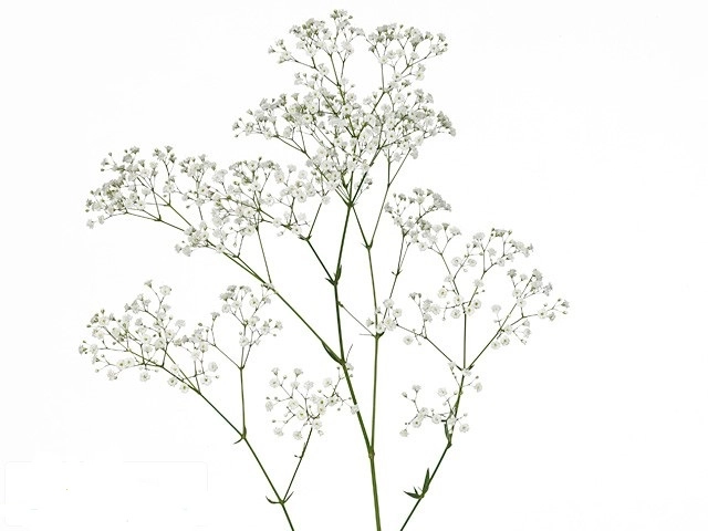 Gypsophila zinzi discovery