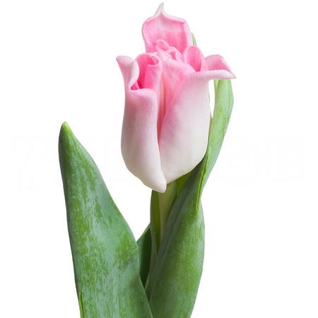 Tulip enkel crown dynasty | Wholesale flowers, plants and supplies Tulip enkel crown dynasty