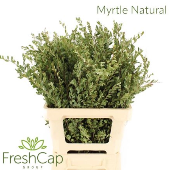 Myrtus natural