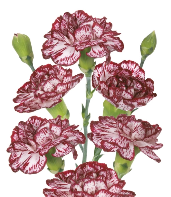 Carnation spray mini bacarat
