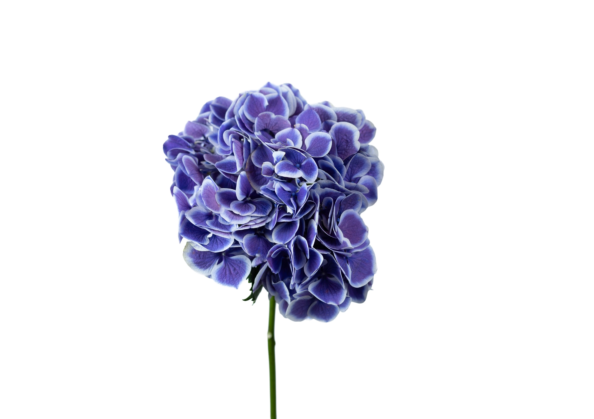 Hydrangea bicolour purple purple white
