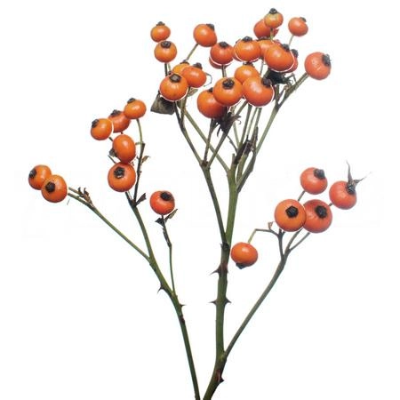 Rose rose hip hiphop sunset