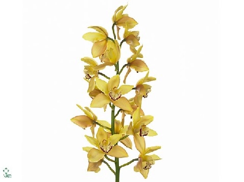 Cymbidium day dream