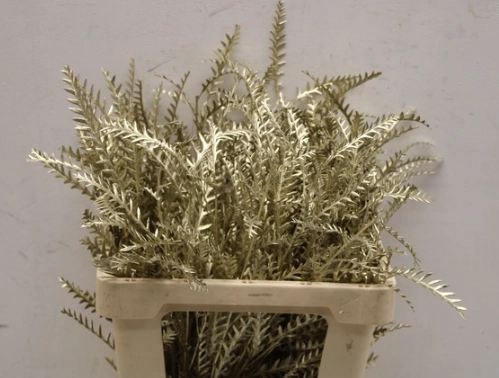 Blad Grevillea ivanhoe dyed platinum