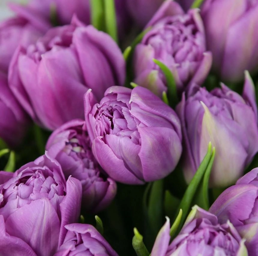 Tulip double double price | Wholesale flowers, plants and supplies Tulip double double price