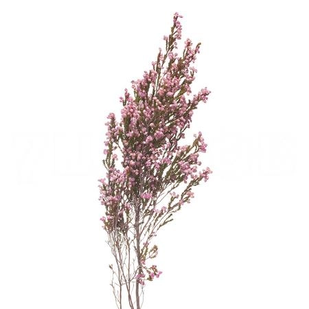 Erica milanthera