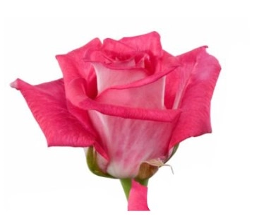 Rose cross fire