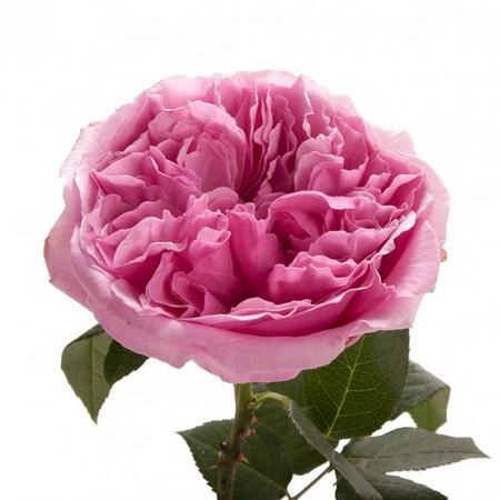 Rose david austin miranda | Wholesale flowers, plants and supplies Rose david austin miranda