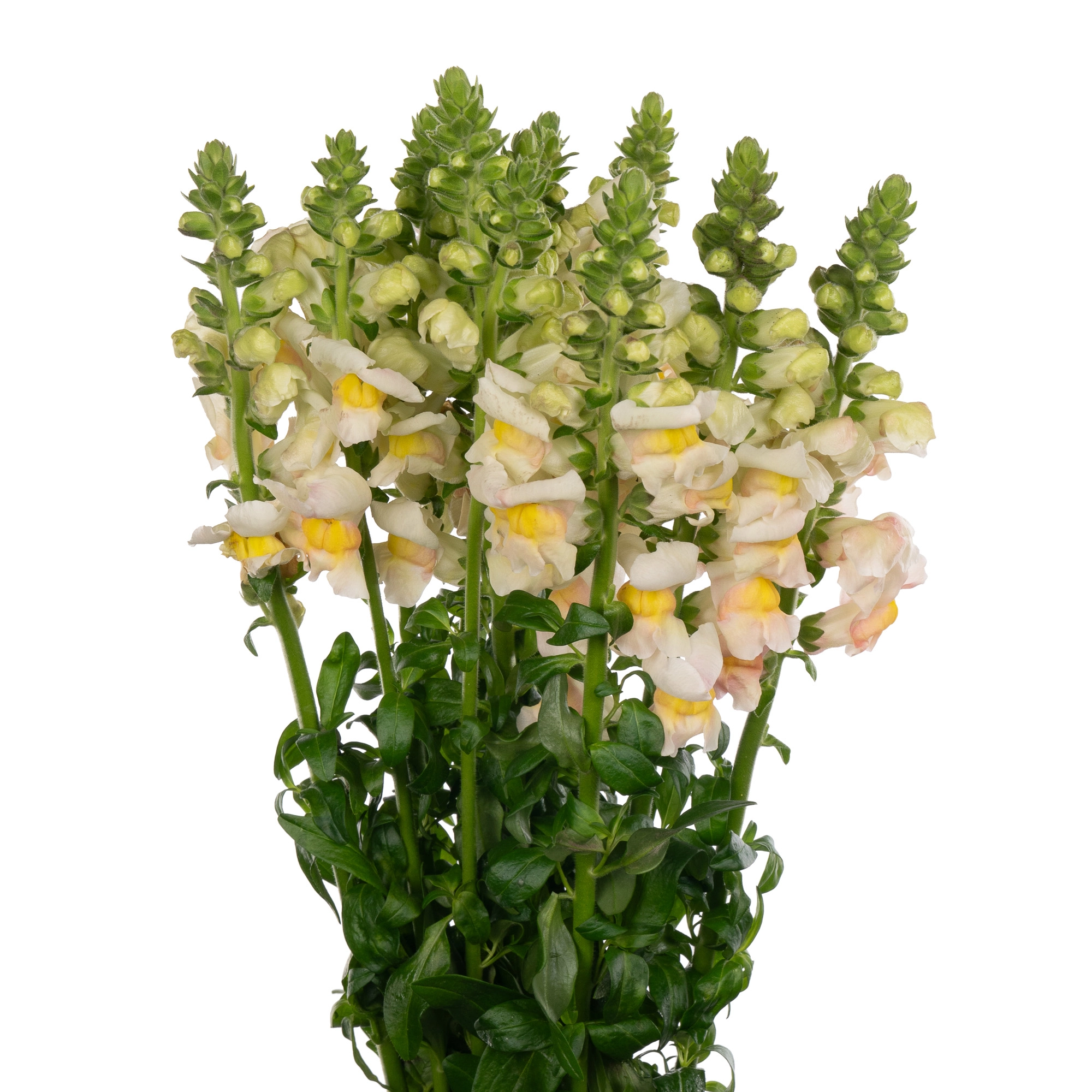 Antirrhinum costa apricot