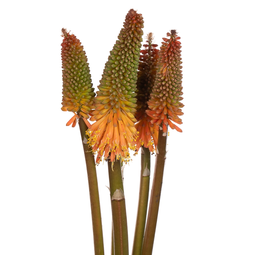 Kniphofia alcazar