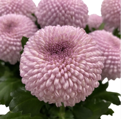 Chrysanthemum single ping pong pink