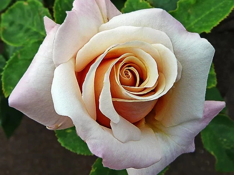 Rose paul ricard