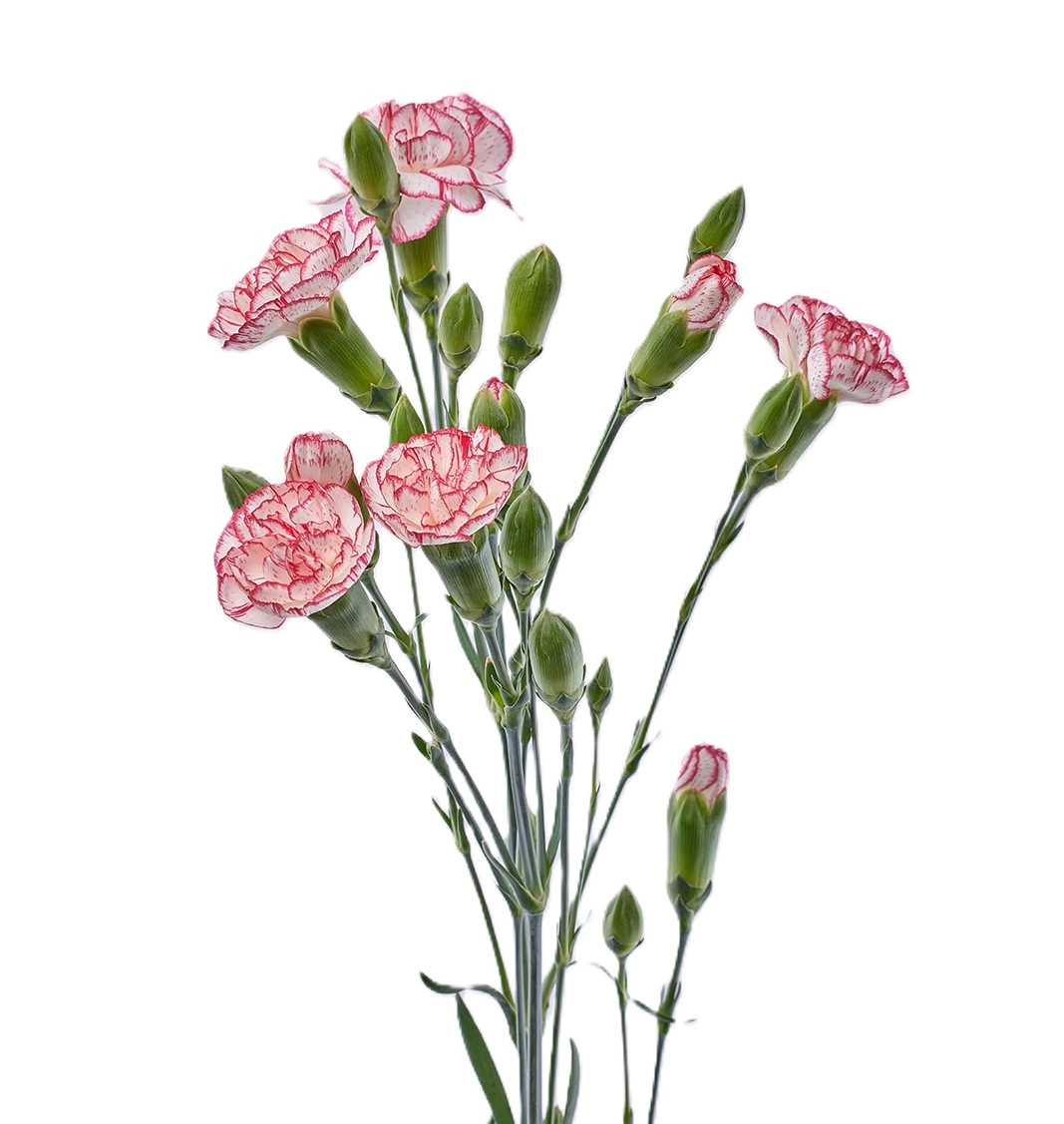 Carnation spray2 time