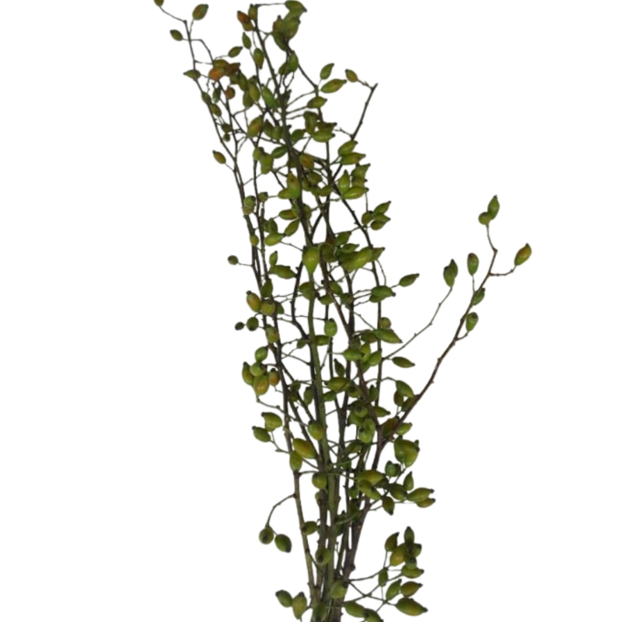 Rose Hip zaffiro green