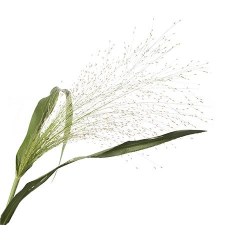Panicum fountain