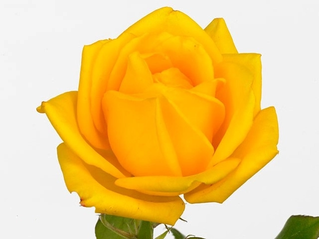 Rose magma