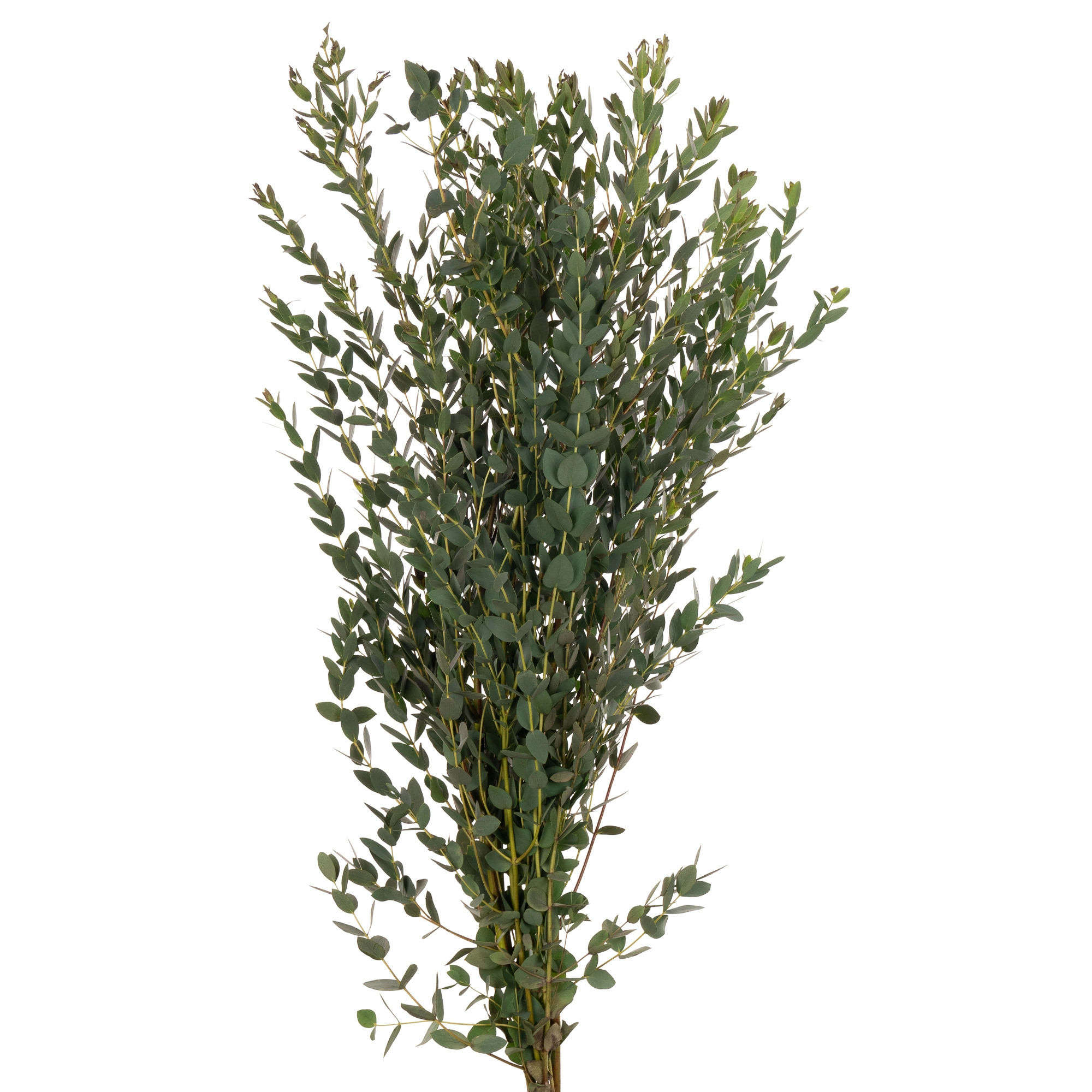 Blad Eucalyptus parvifolia | Wholesale flowers, plants and supplies Blad Eucalyptus parvifolia