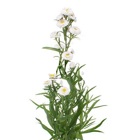 Aster astee baby white