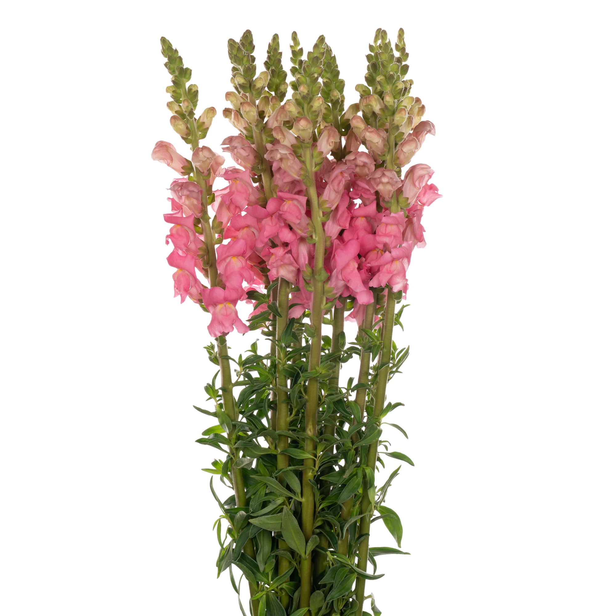 Antirrhinum antibes pink