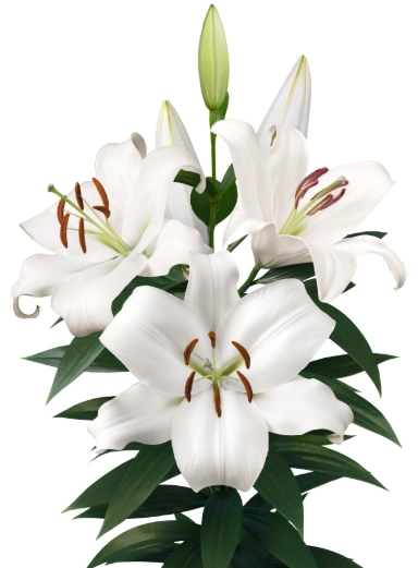 Lilium zambesi white | Wholesale flowers, plants and supplies Lilium zambesi white