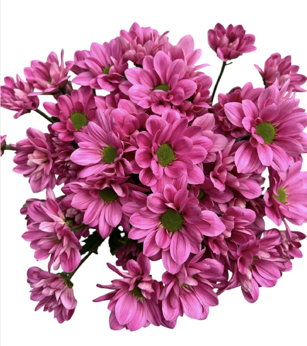 Chrysanthemum spray daisy kintaro