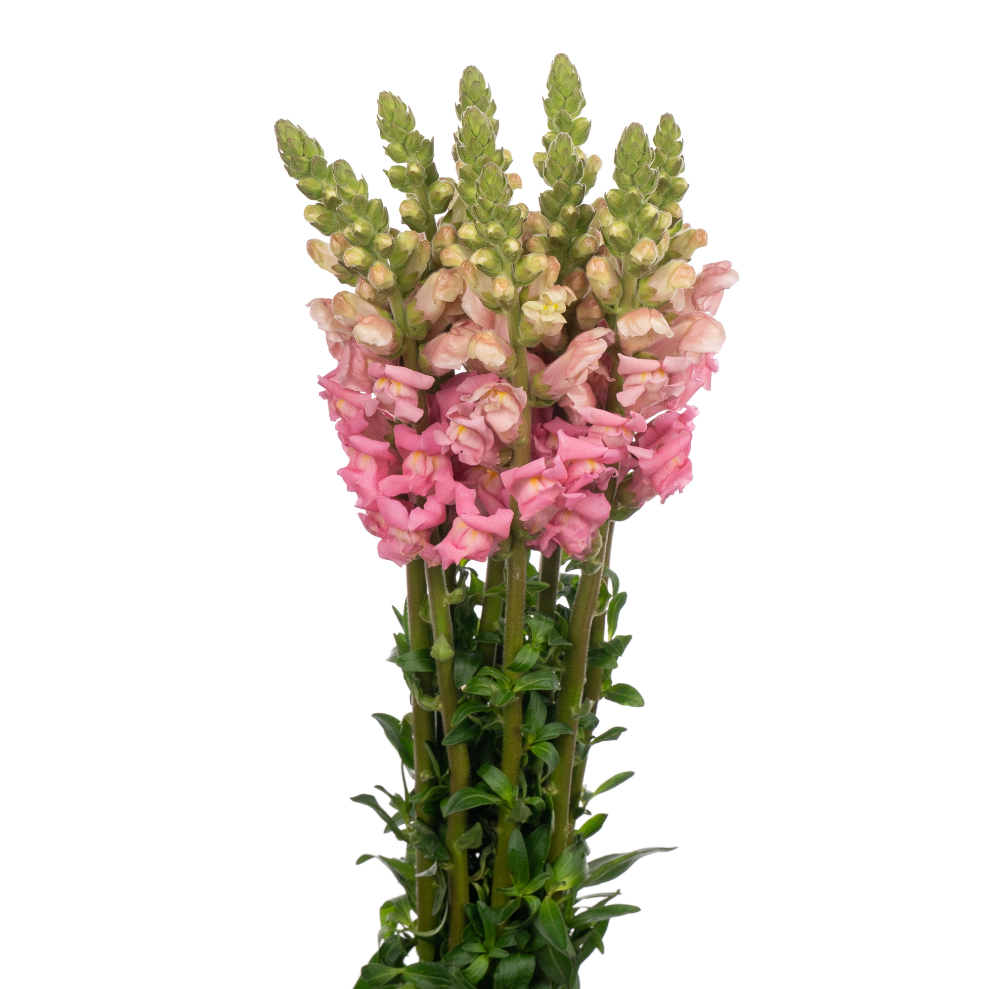 Antirrhinum avignon pink