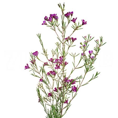 Chamelaucium rotem