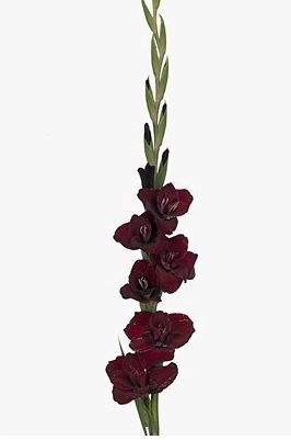 Gladiolus fat boy