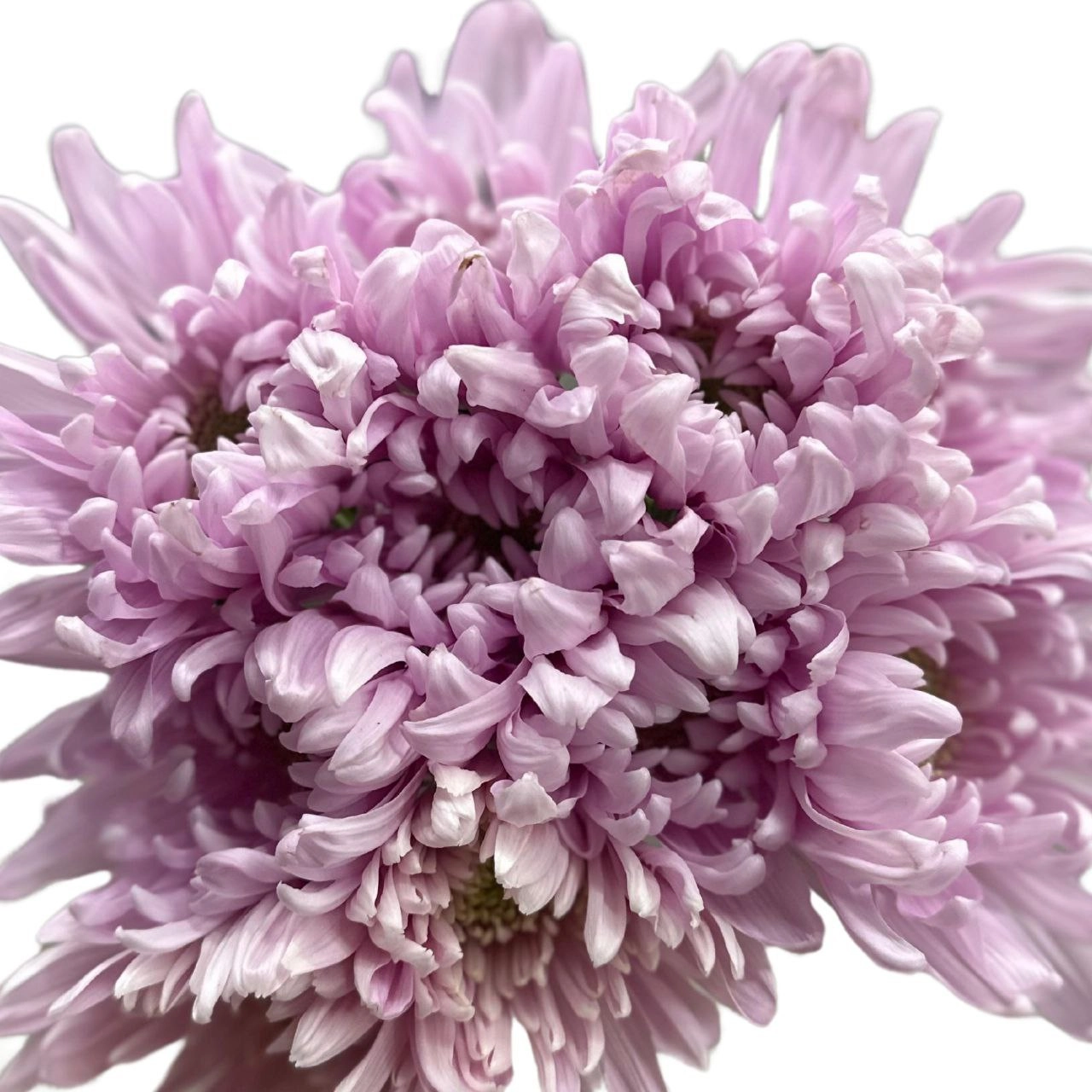 Chrysanthemum primavera black