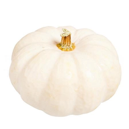 Cucurbita baby boo