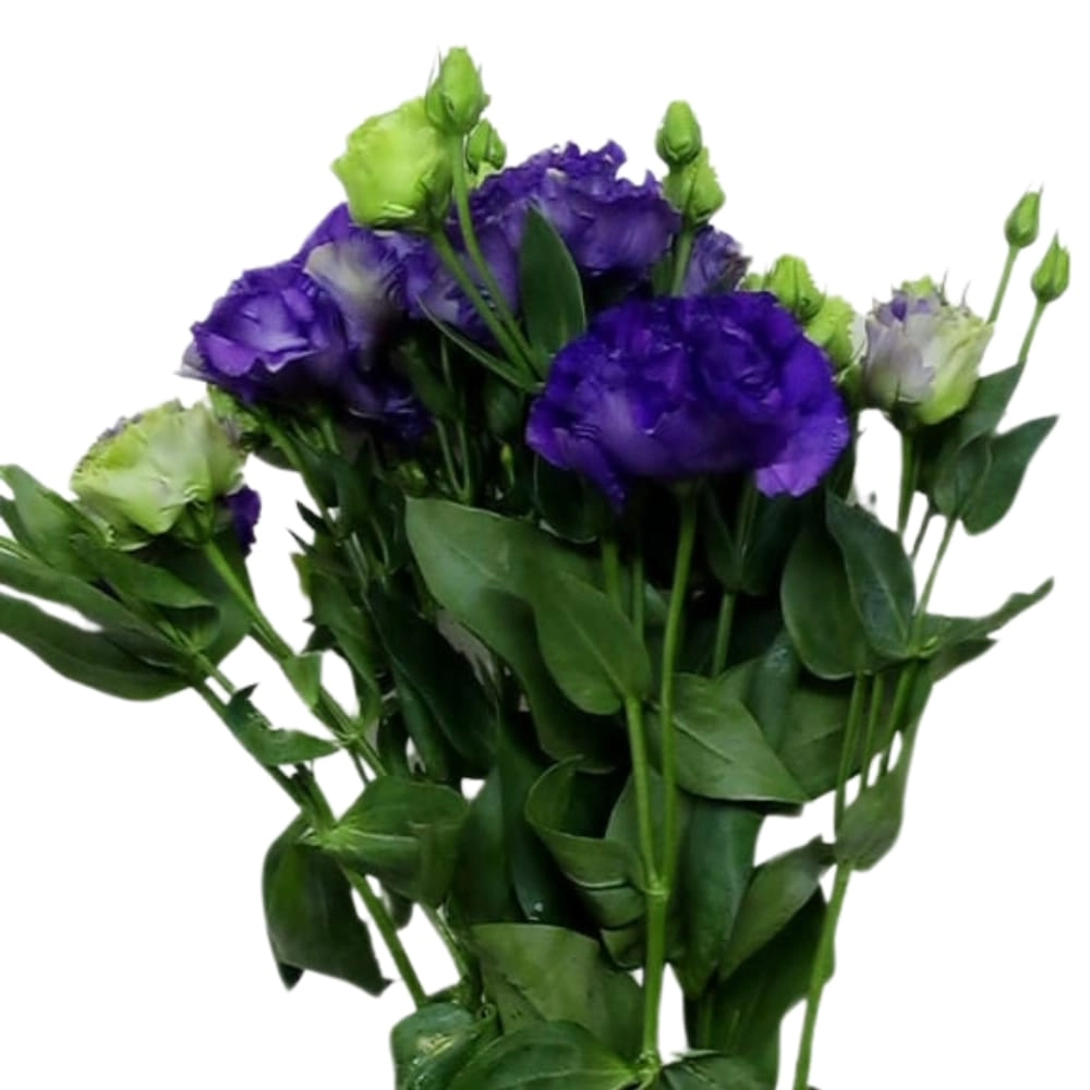Eustoma double alissa | Wholesale flowers, plants and supplies Eustoma double alissa