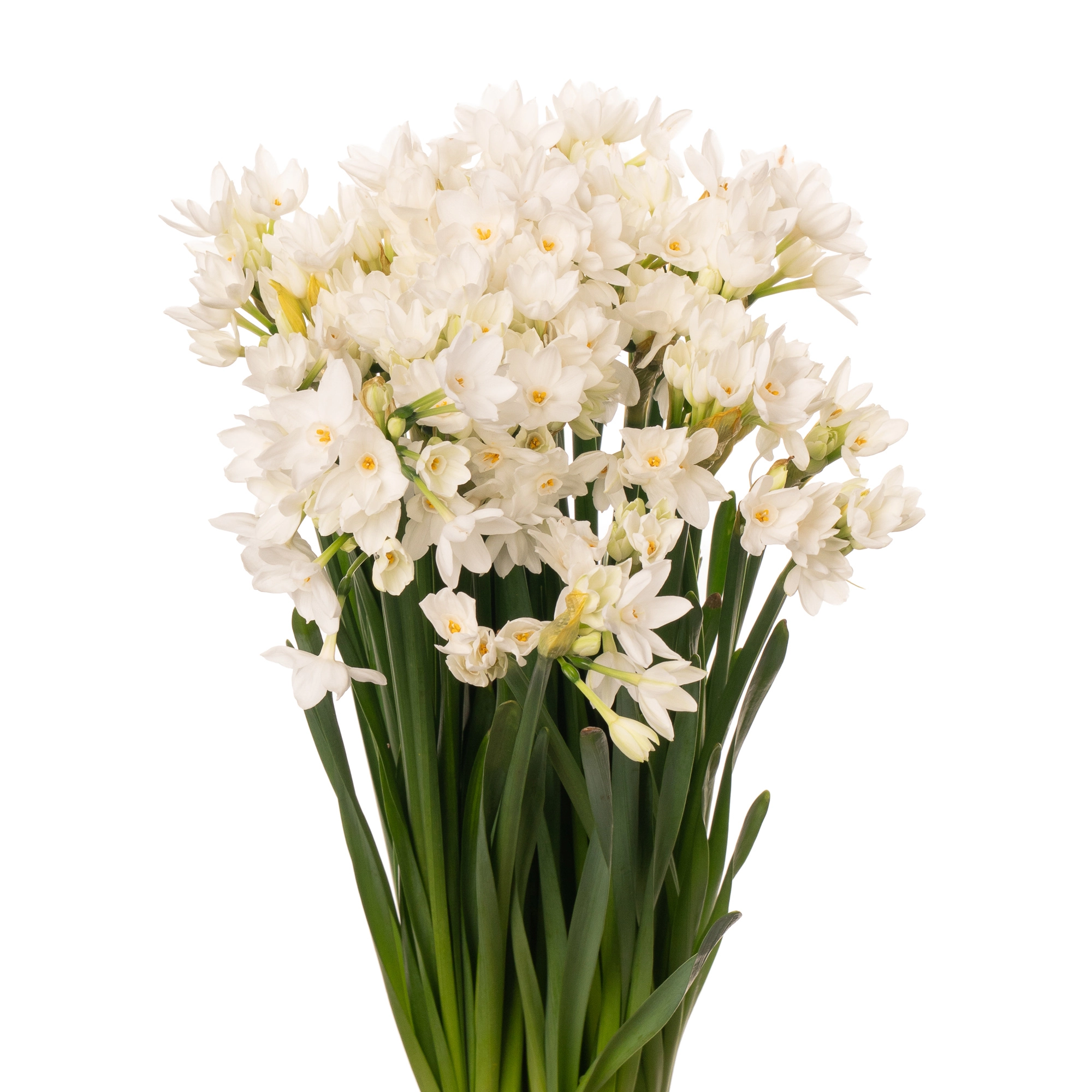 Narcissus ziva