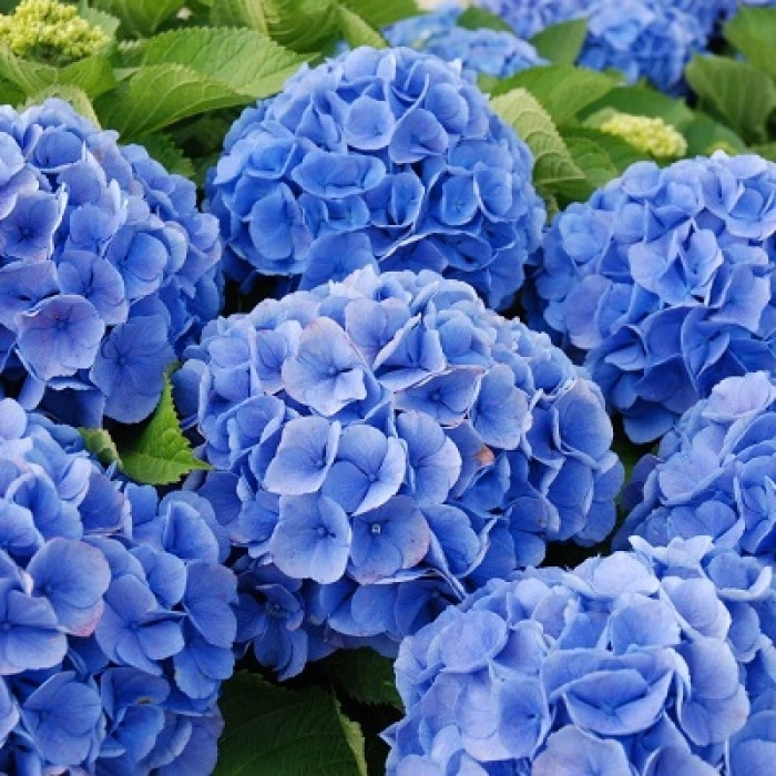 Hydrangea bodensee blue