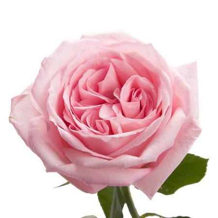 Rose pink ohara | Wholesale flowers, plants and supplies Rose pink ohara