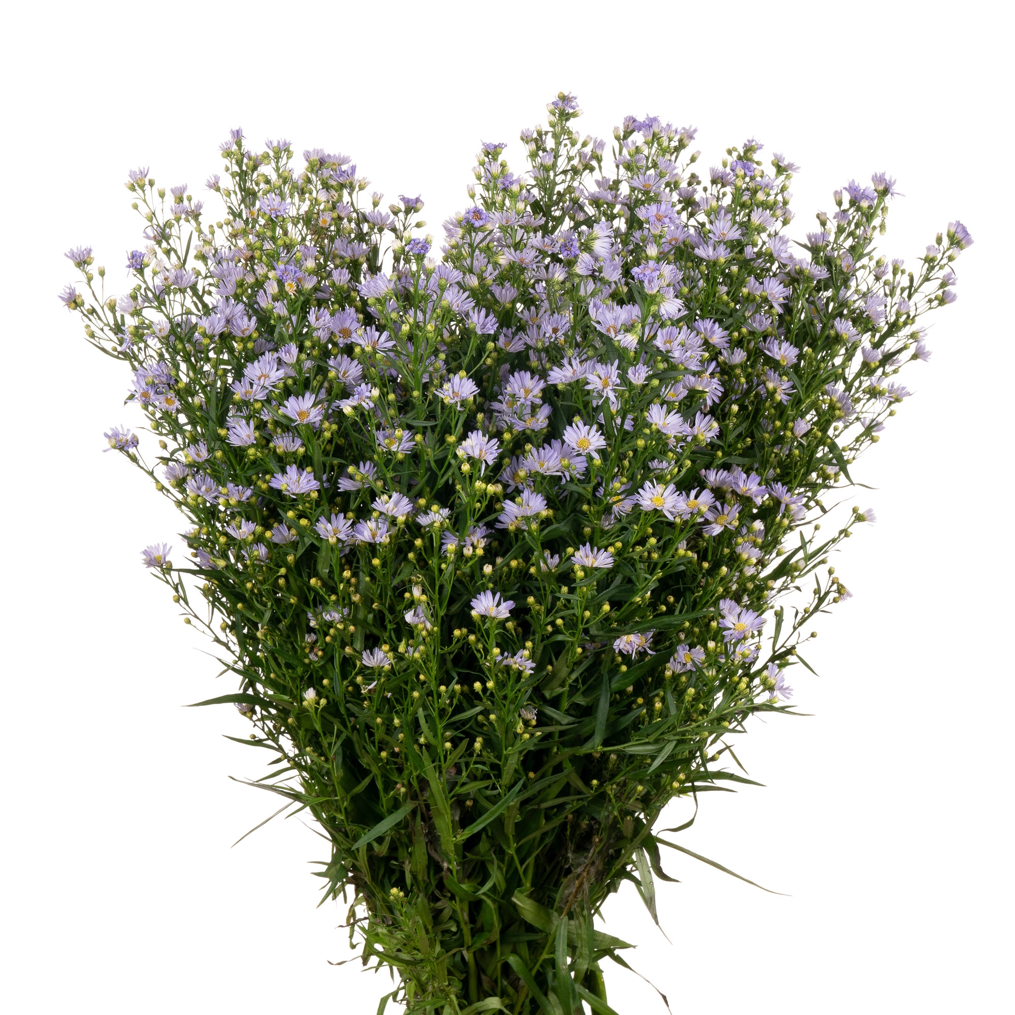 Aster cassandra | Wholesale flowers, plants and supplies Aster cassandra