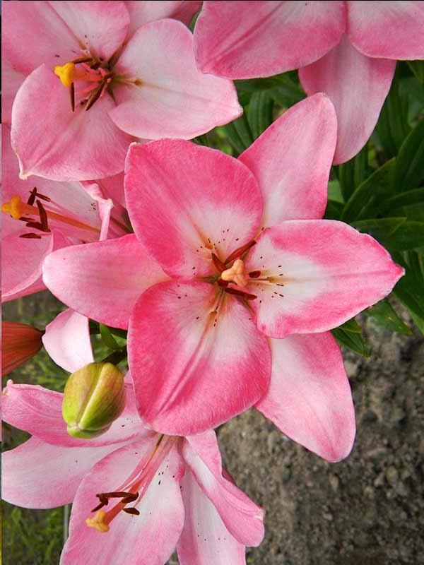 Lilium la-hybrid albufeira