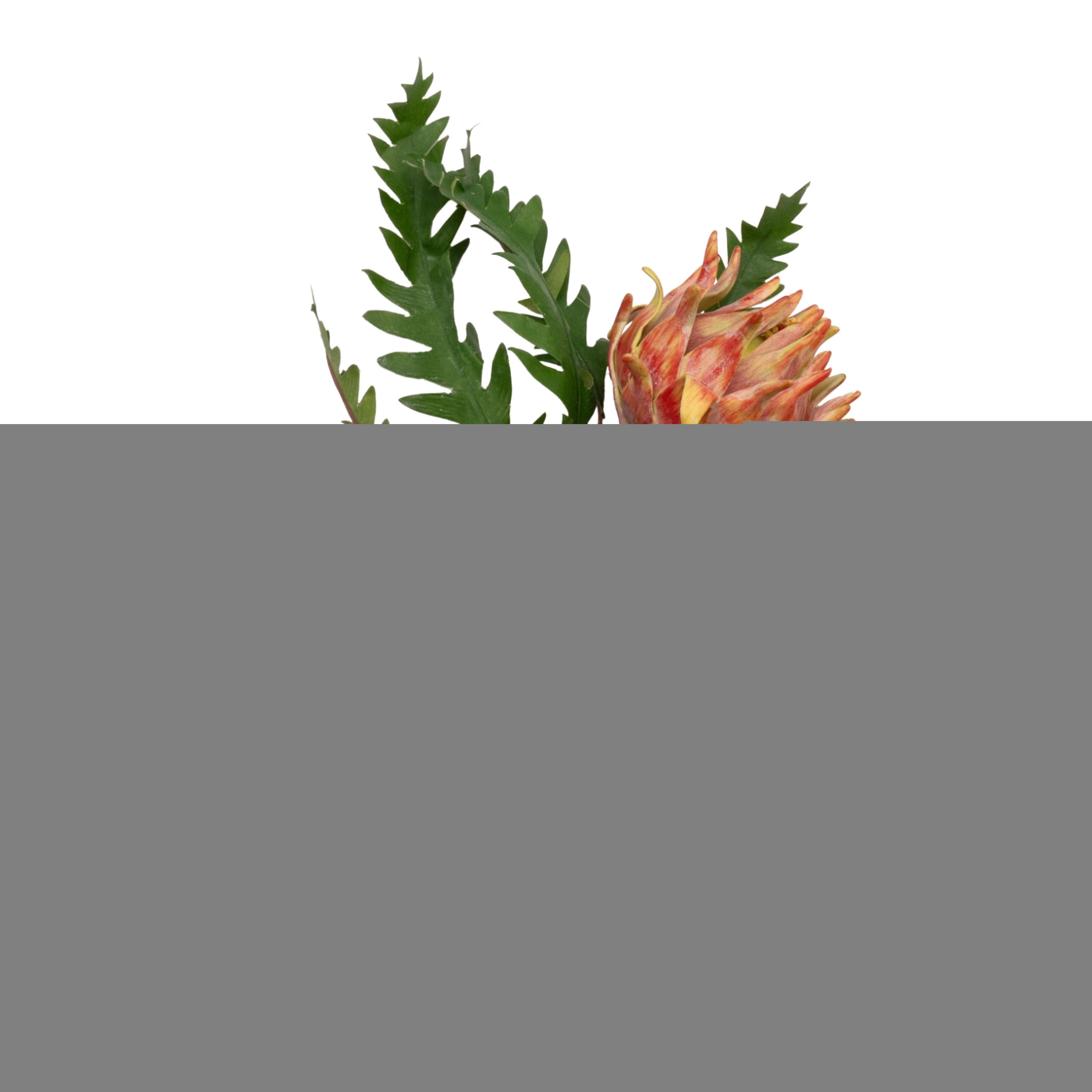 Artificial protea | Wholesale flowers, plants and supplies Artificial protea