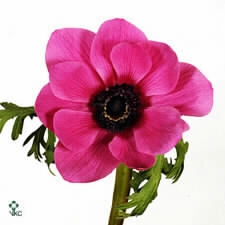 Anemone mistral orange