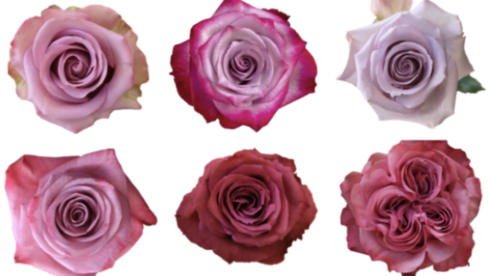 Rose mix purple
