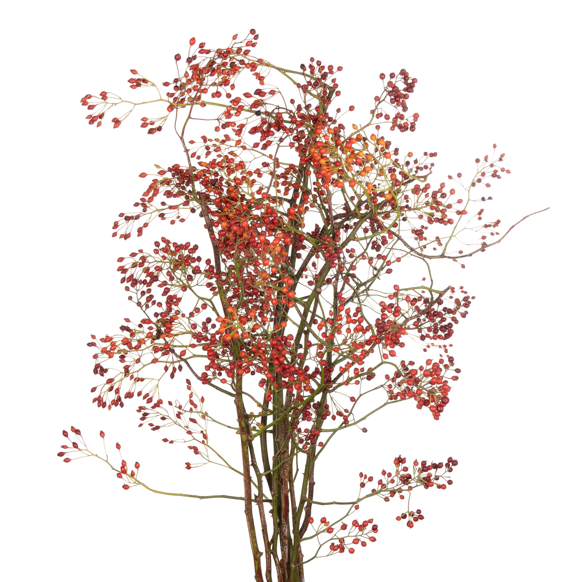 Rose rose hip corallo | Wholesale flowers, plants and supplies Rose rose hip corallo
