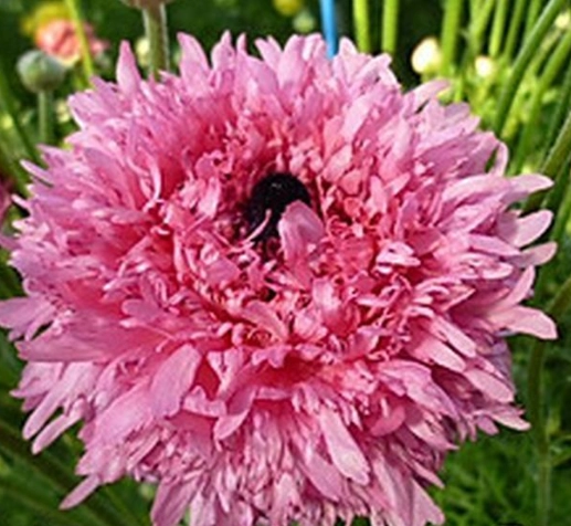 Ranunculus asiaticus morocco ramlia