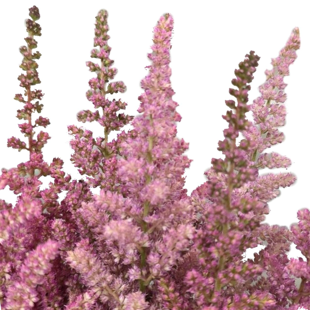 Astilbe vision in pink