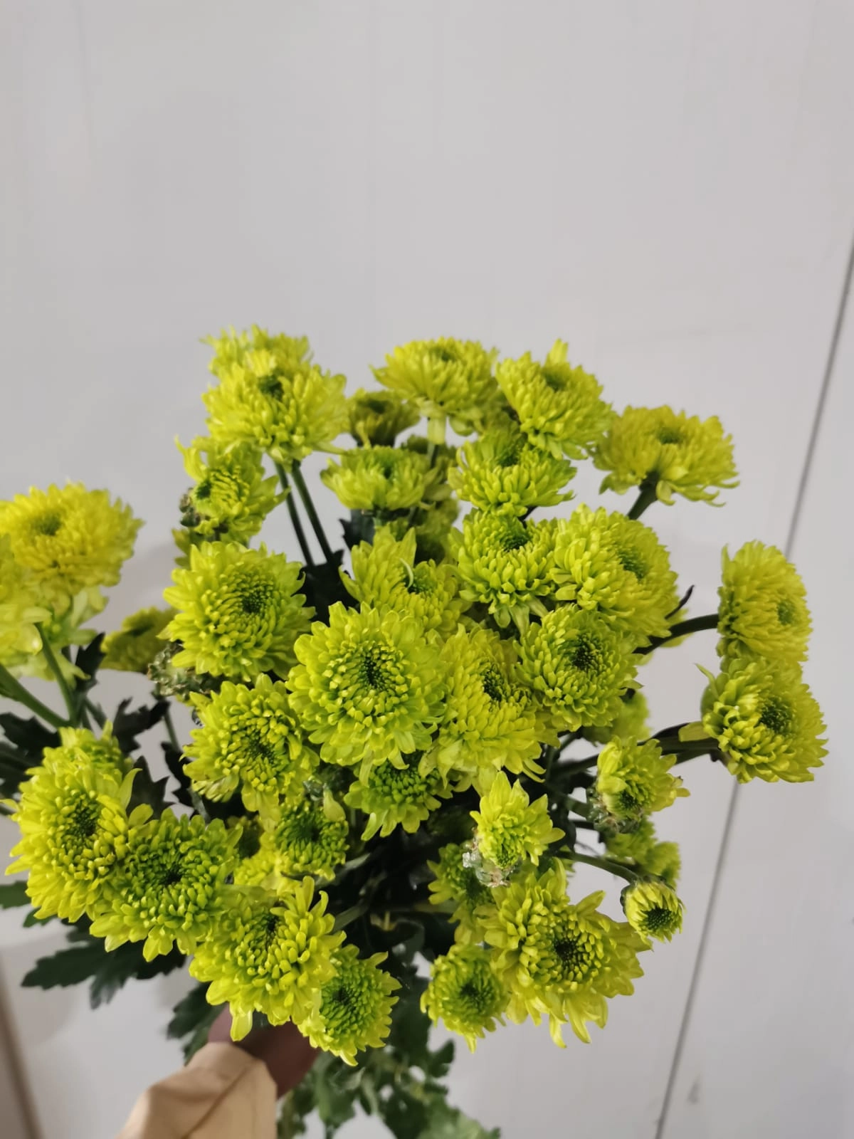 Chrysanthemum spray tinker bell | Wholesale flowers, plants and supplies Chrysanthemum spray tinker bell