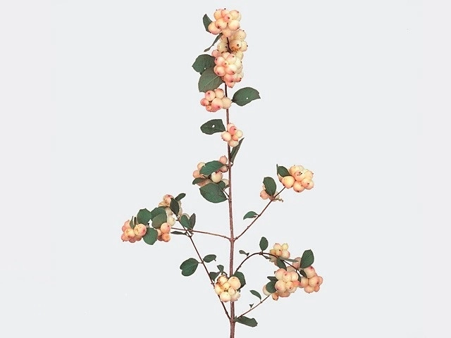 Symphoricarpos magical charming fantasy