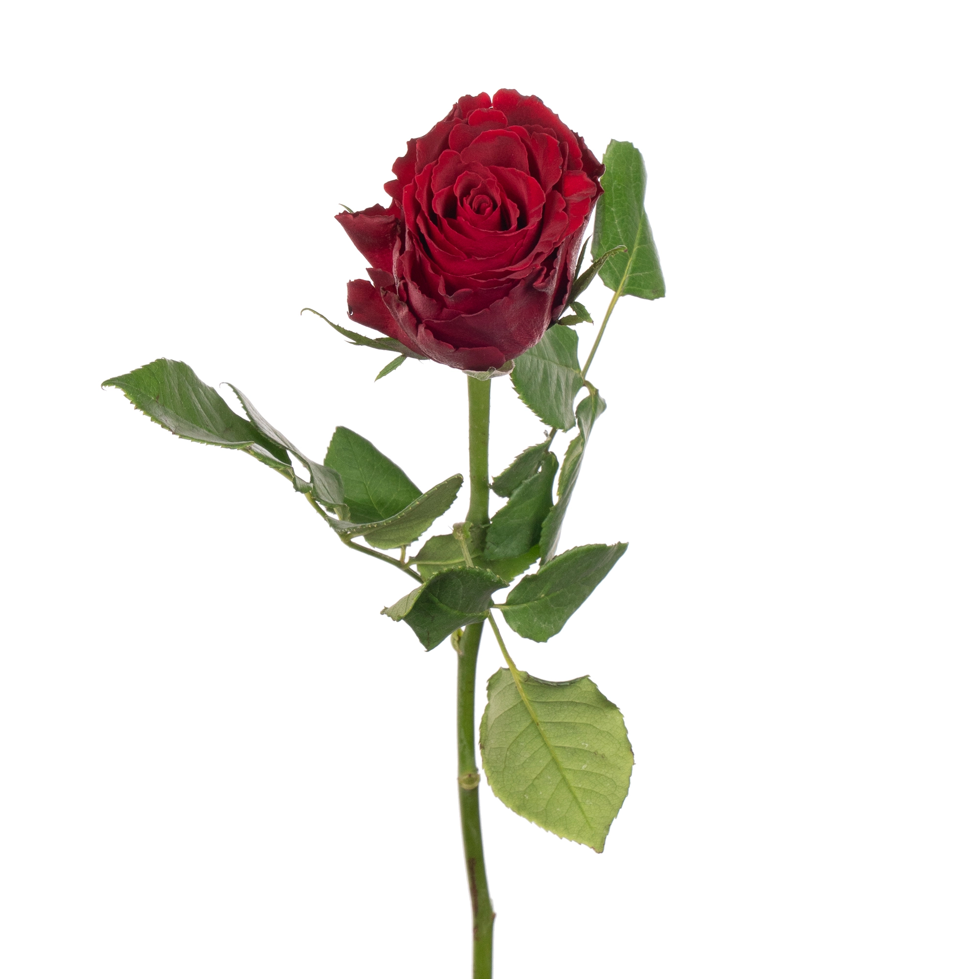 Rose madam red