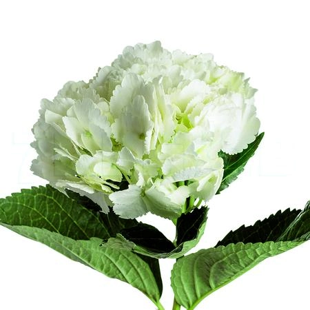 Hydrangea select white | Wholesale flowers, plants and supplies Hydrangea select white