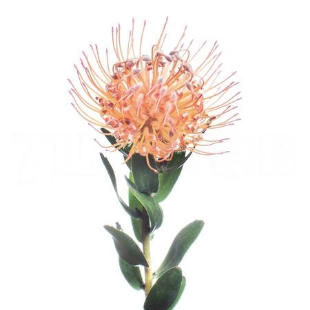 Leucospermum spider